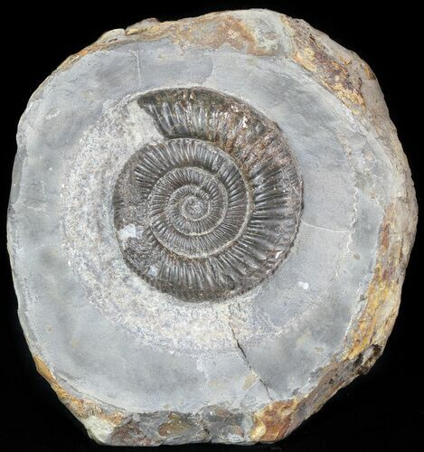 Dactylioceras Ammonite Stand Up - England #46572